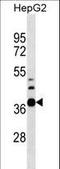 RNA Pseudouridine Synthase Domain Containing 1 antibody, LS-C158895, Lifespan Biosciences, Western Blot image 