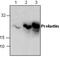 Prolactin antibody, GTX59897, GeneTex, Western Blot image 