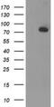 Acyl-CoA Synthetase Short Chain Family Member 2 antibody, NBP2-01269, Novus Biologicals, Western Blot image 