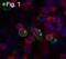 Interleukin 13 antibody, MA1-17751, Invitrogen Antibodies, Immunofluorescence image 