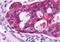 Adrenoceptor Beta 2 antibody, NLS2656, Novus Biologicals, Immunohistochemistry paraffin image 
