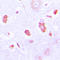 Guanylate Cyclase 1 Soluble Subunit Alpha 1 antibody, LS-C352289, Lifespan Biosciences, Immunohistochemistry frozen image 