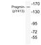 PEAK1 Related, Kinase-Activating Pseudokinase 1 antibody, LS-C291520, Lifespan Biosciences, Western Blot image 