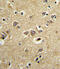 LDL Receptor Related Protein Associated Protein 1 antibody, 63-504, ProSci, Immunohistochemistry paraffin image 