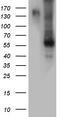 Bone Morphogenetic Protein 6 antibody, LS-C796326, Lifespan Biosciences, Western Blot image 