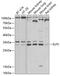 E74 Like ETS Transcription Factor 5 antibody, 22-761, ProSci, Western Blot image 