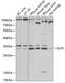 ETS-related transcription factor Elf-5 antibody, 22-761, ProSci, Western Blot image 