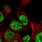 Transcription Elongation Factor A Like 8 antibody, HPA059115, Atlas Antibodies, Immunofluorescence image 