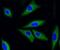 Cyclin Dependent Kinase 2 antibody, NBP2-67348, Novus Biologicals, Immunocytochemistry image 