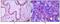 Membrane Metalloendopeptidase antibody, MA5-15231, Invitrogen Antibodies, Immunohistochemistry frozen image 