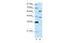 Regulatory Factor X4 antibody, 27-809, ProSci, Western Blot image 