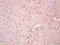 Ciliary Neurotrophic Factor antibody, 251634, Abbiotec, Immunohistochemistry paraffin image 
