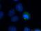 Mitogen-Activated Protein Kinase Kinase Kinase 11 antibody, 11996-1-AP, Proteintech Group, Immunofluorescence image 