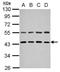 Zinc Finger FYVE-Type Containing 27 antibody, GTX109730, GeneTex, Western Blot image 