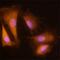 MAGE Family Member D1 antibody, MAB38352, R&D Systems, Immunofluorescence image 