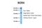 SRY-Box 4 antibody, ARP33252_P050, Aviva Systems Biology, Western Blot image 