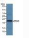 Apolipoprotein A-V antibody, abx131729, Abbexa, Western Blot image 