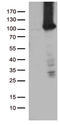 Tetratricopeptide Repeat Domain 7A antibody, TA812298S, Origene, Western Blot image 