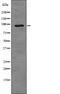 SRSF Protein Kinase 1 antibody, PA5-64810, Invitrogen Antibodies, Western Blot image 