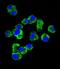 Syndecan 1 antibody, LS-B10172, Lifespan Biosciences, Immunofluorescence image 