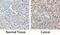 DEAD-Box Helicase 17 antibody, AF4530, R&D Systems, Immunohistochemistry paraffin image 