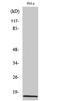 Islet Amyloid Polypeptide antibody, A00414, Boster Biological Technology, Western Blot image 