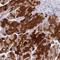 Vitamin K Epoxide Reductase Complex Subunit 1 antibody, HPA042720, Atlas Antibodies, Immunohistochemistry frozen image 