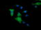 Mitogen-Activated Protein Kinase Kinase 1 antibody, LS-C174688, Lifespan Biosciences, Immunofluorescence image 