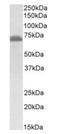 IL2 Inducible T Cell Kinase antibody, orb137166, Biorbyt, Western Blot image 