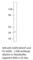 Aquaporin 6 antibody, AQP6-601AP, FabGennix, Western Blot image 