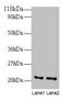 ADP Ribosylation Factor 4 antibody, LS-C211013, Lifespan Biosciences, Western Blot image 