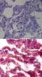 Toll Like Receptor 7 antibody, NB100-56682, Novus Biologicals, Immunohistochemistry paraffin image 