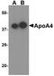 Apolipoprotein A4 antibody, A01973, Boster Biological Technology, Western Blot image 