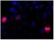 KI-67 antibody, NB110-90592, Novus Biologicals, Immunocytochemistry image 