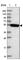 Serine/Threonine/Tyrosine Kinase 1 antibody, HPA048569, Atlas Antibodies, Western Blot image 