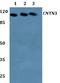 Contactin 3 antibody, A10982, Boster Biological Technology, Western Blot image 