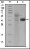 Pro-Apoptotic WT1 Regulator antibody, orb89389, Biorbyt, Western Blot image 
