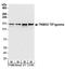 Tripartite Motif Containing 33 antibody, NB100-57498, Novus Biologicals, Western Blot image 