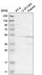 Actin Like 6A antibody, HPA018671, Atlas Antibodies, Western Blot image 