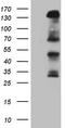 Insulin Receptor Substrate 1 antibody, LS-C799860, Lifespan Biosciences, Western Blot image 