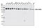 Ubiquitin Like Modifier Activating Enzyme 6 antibody, 13386S, Cell Signaling Technology, Western Blot image 