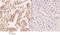 Zinc Finger CCCH-Type Containing 8 antibody, A12985-1, Boster Biological Technology, Immunohistochemistry frozen image 