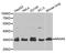 Annexin A5 antibody, MBS126583, MyBioSource, Western Blot image 