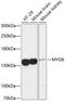 Myosin VI antibody, 14-756, ProSci, Western Blot image 