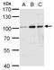 Aconitase 1 antibody, PA5-27824, Invitrogen Antibodies, Western Blot image 