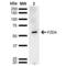Frizzled Class Receptor 4 antibody, LS-C774957, Lifespan Biosciences, Western Blot image 