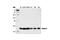 Stathmin 1 antibody, 3352T, Cell Signaling Technology, Western Blot image 