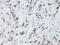 Neurotrophic Receptor Tyrosine Kinase 2 antibody, 14-225, ProSci, Immunohistochemistry frozen image 