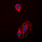 Heat Shock Protein 90 Alpha Family Class B Member 1 antibody, LS-C354009, Lifespan Biosciences, Immunofluorescence image 