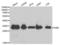 Emerin antibody, LS-C331281, Lifespan Biosciences, Western Blot image 